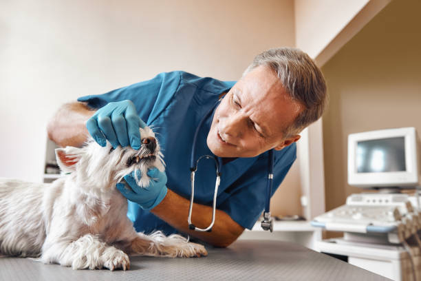 Best Emergency Dental Care for Broken or Chipped Teeth in Jackson, GA